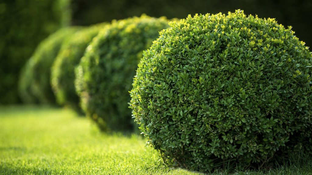 Round cut shrubs