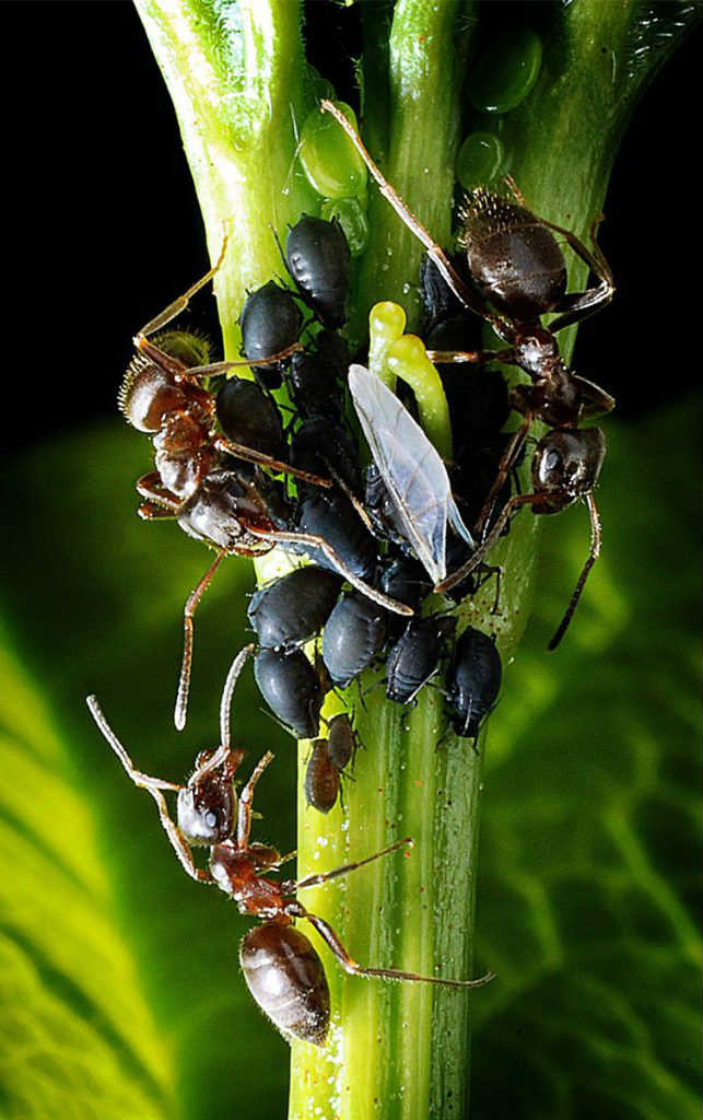 Ants are predators of aphids