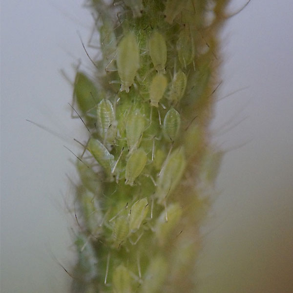 spread of aphids on lawn