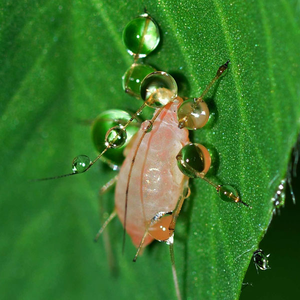 close up of an aphid