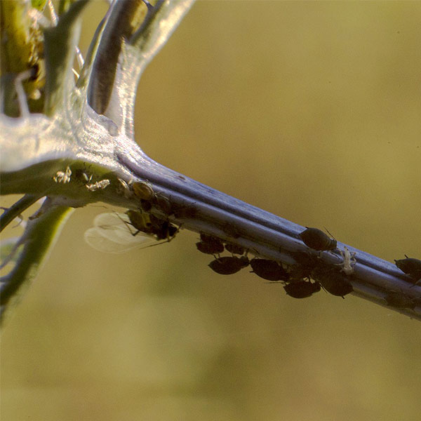 Winged vs wingless aphids