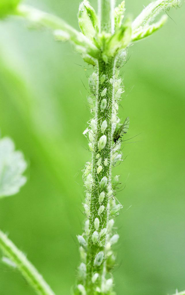 Greenfly aphids on a plant