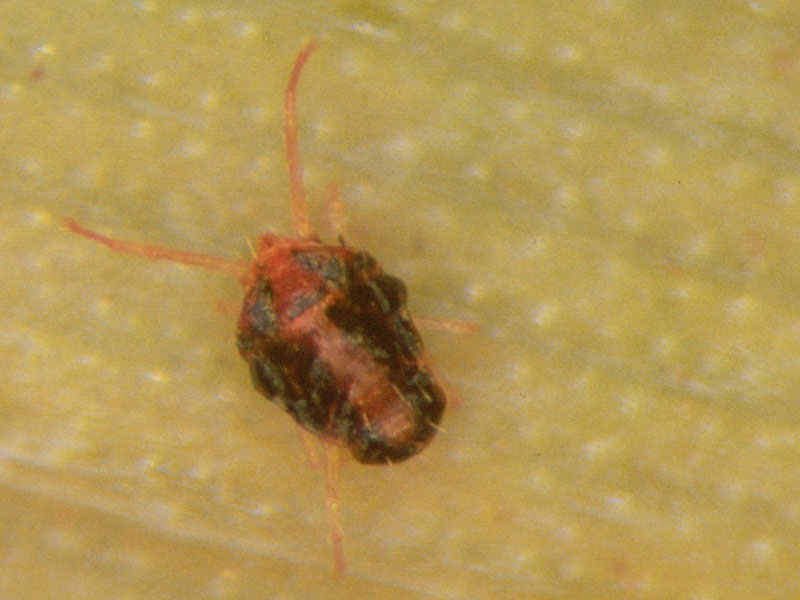 Brown Wheat Mite Removal