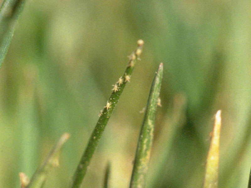 banks grass spider mites