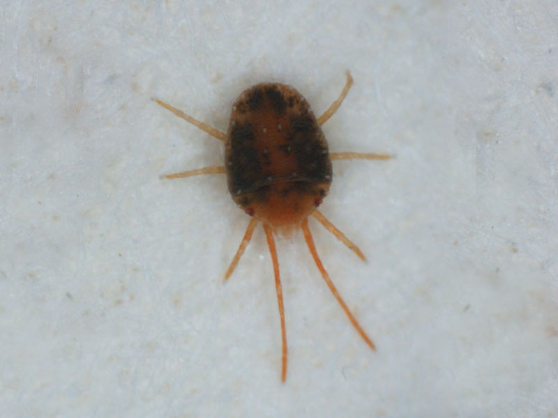 close up of clover mite