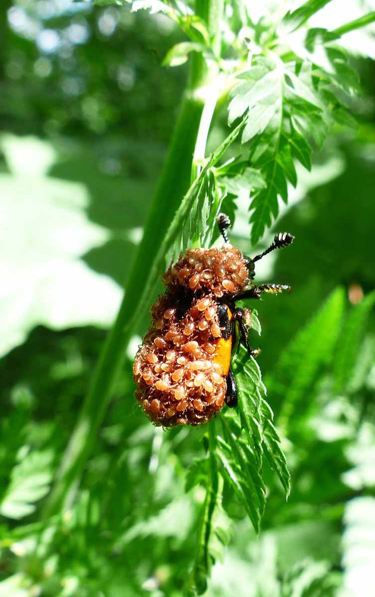 mite infestation on lawn