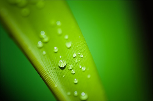 water droplets on grass