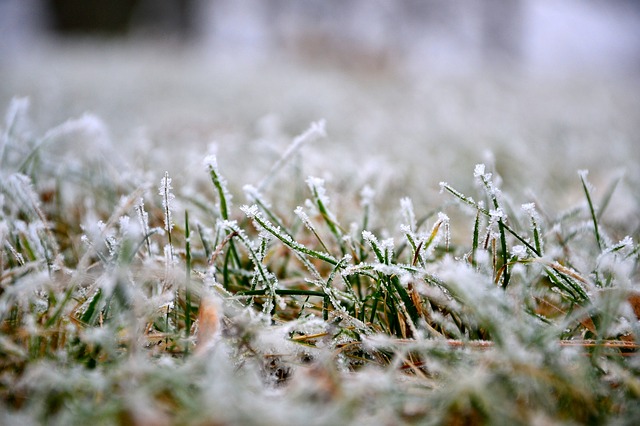 frozen grass in winter