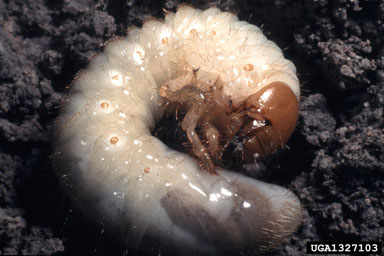 white grub pest on soil