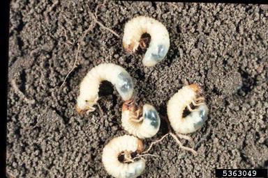 White Grubs on soil