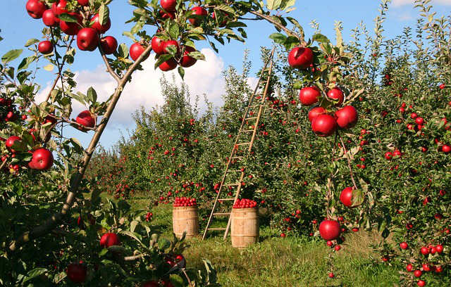apple tree care 