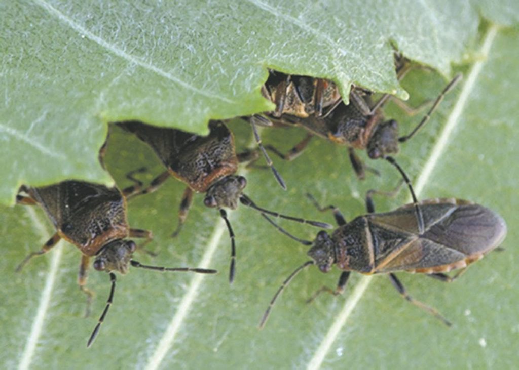 Elm Seed Bug Control Liqui Green Turf & Tree Care