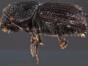IPS Beetle