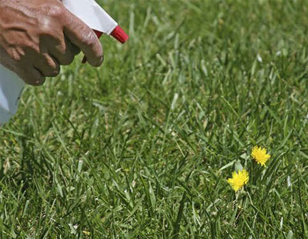 Killing weeds with spot sprayer to control weeds in a lawn