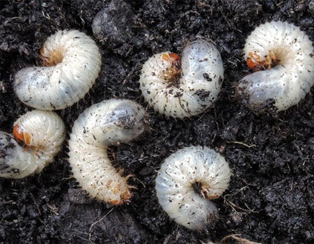 Grubs are a damaging insect pest to lawns